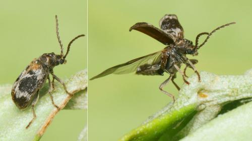 Ptinomorphus regalis